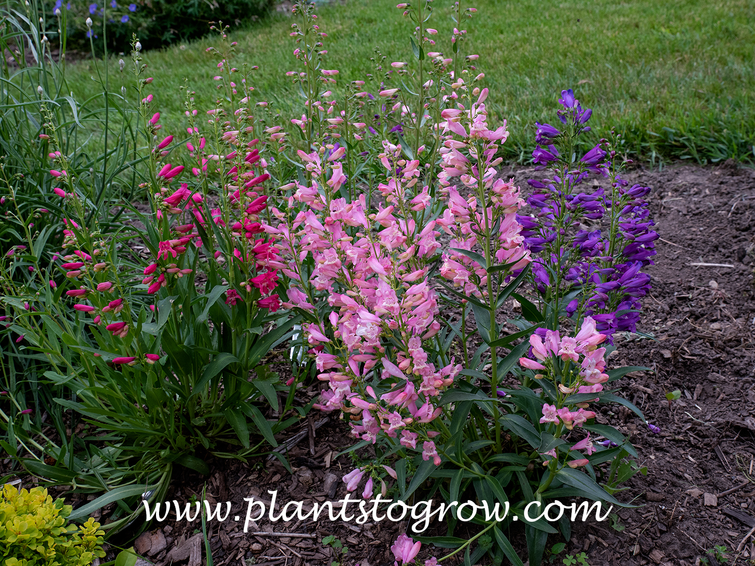 Penstemon Rock Candy Mix